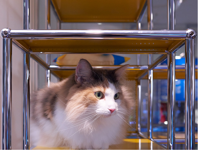 ペットと暮らすインテリア（犬・猫）短納期アイテム｜スイス生まれの